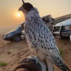 11Hussin's Kick streamer profile picture