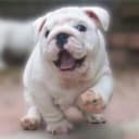 AdmiralBulldog profile picture