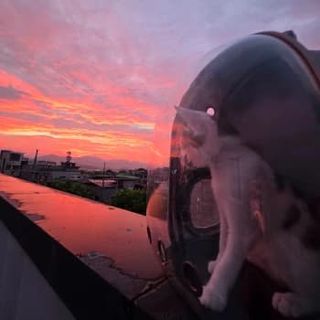 Anatolya0's Kick streamer profile picture