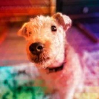 BimBam_Gaming's Kick streamer profile picture