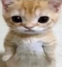 BonkIsSwag profile picture