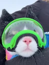 cariwp's Kick streamer profile picture