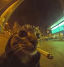 chabon profile picture