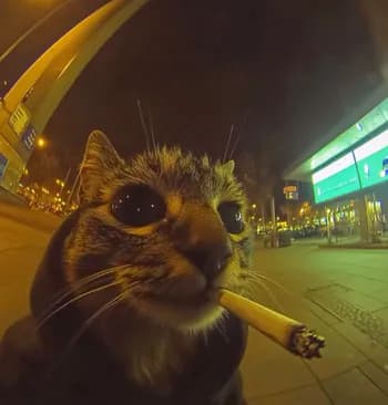 chabon's Kick streamer profile picture