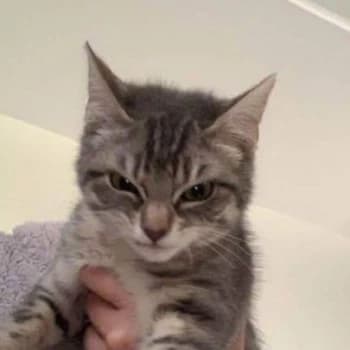 chanchuu32's Kick streamer profile picture