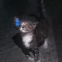 ChansLIVE profile picture