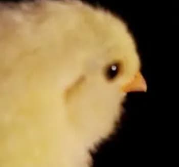 cqxet's Kick streamer profile picture