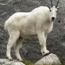 czerro profile picture