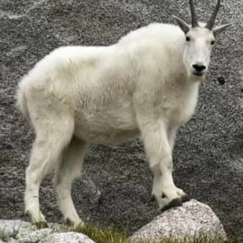 czerro's Kick streamer profile picture