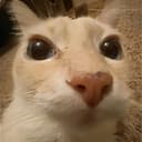 Dosekai profile picture