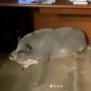 doyalike profile picture