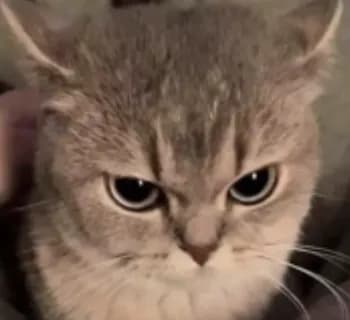 Eren_TN's Kick streamer profile picture