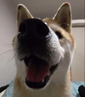 Ersan's Kick streamer profile picture