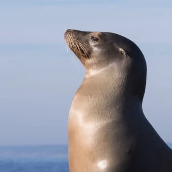 FlexingSeal's Kick streamer profile picture