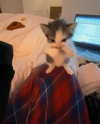 flexvegaaa's Kick streamer profile picture