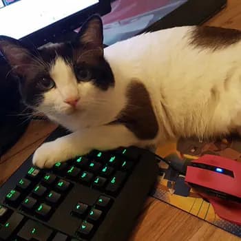 GatoDotero's Kick streamer profile picture