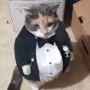 GatoGod profile picture