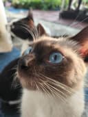 gigikikiam profile picture