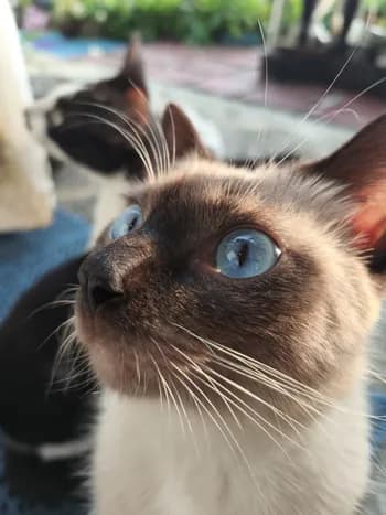 gigikikiam's Kick streamer profile picture