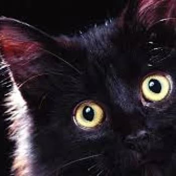 GYRODOTA2's Kick streamer profile picture