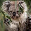 harry_osrs profile picture