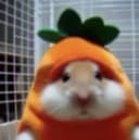 heddi profile picture