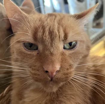 huragan's Kick streamer profile picture