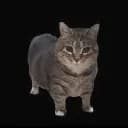 IamcatX profile picture