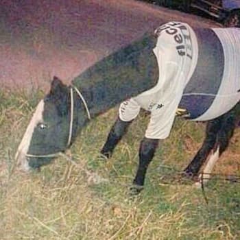 Ivantripero22's Kick streamer profile picture