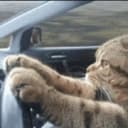 Ivcho profile picture