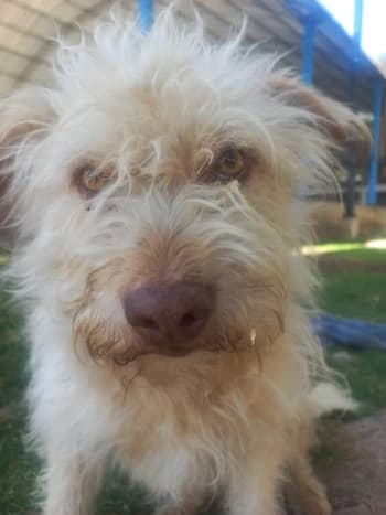 J_OsO's Kick streamer profile picture