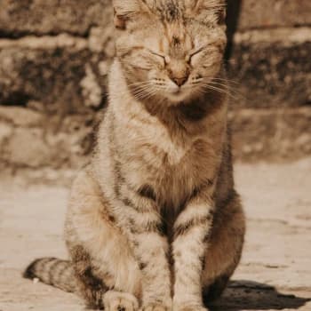 jackielee100's Kick streamer profile picture