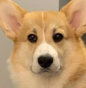 JamalHardoev's Kick streamer profile picture