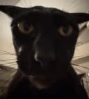 karincafarukk profile picture