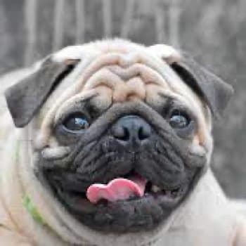 katrixx78's Kick streamer profile picture