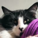 knittingangel19 profile picture