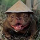 Korapikou profile picture