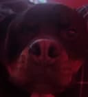 Lava_RS profile picture