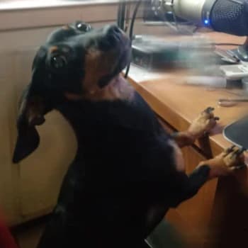 leoochichu's Kick streamer profile picture