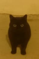 liltimmya profile picture