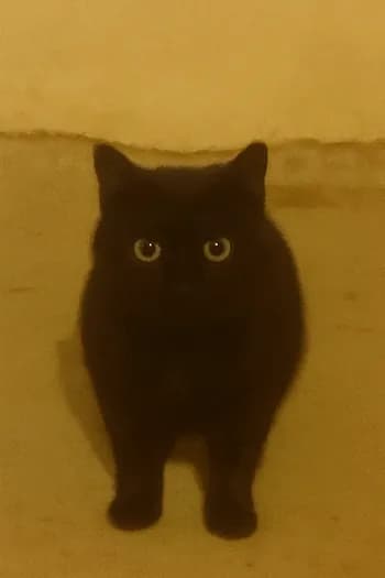 liltimmya's Kick streamer profile picture