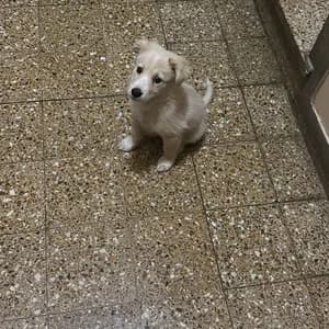 Luchooo_99's Kick streamer profile picture