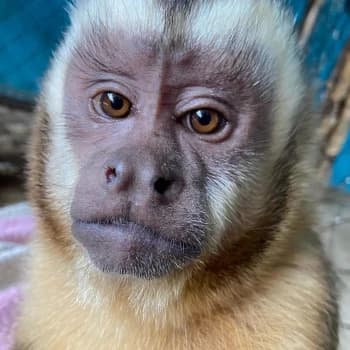 LuquitaRodriguez's Kick streamer profile picture