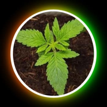 LURK24's Kick streamer profile picture