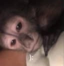 Mamichulamx profile picture