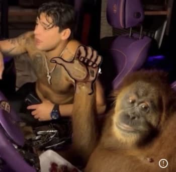 MateVazquez's Kick streamer profile picture