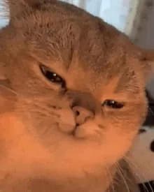 monatone's Kick streamer profile picture