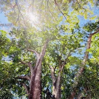 MusicAndTunes's Kick streamer profile picture