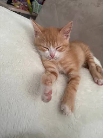 Nchv's Kick streamer profile picture