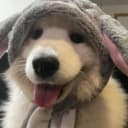 Nexe333 profile picture